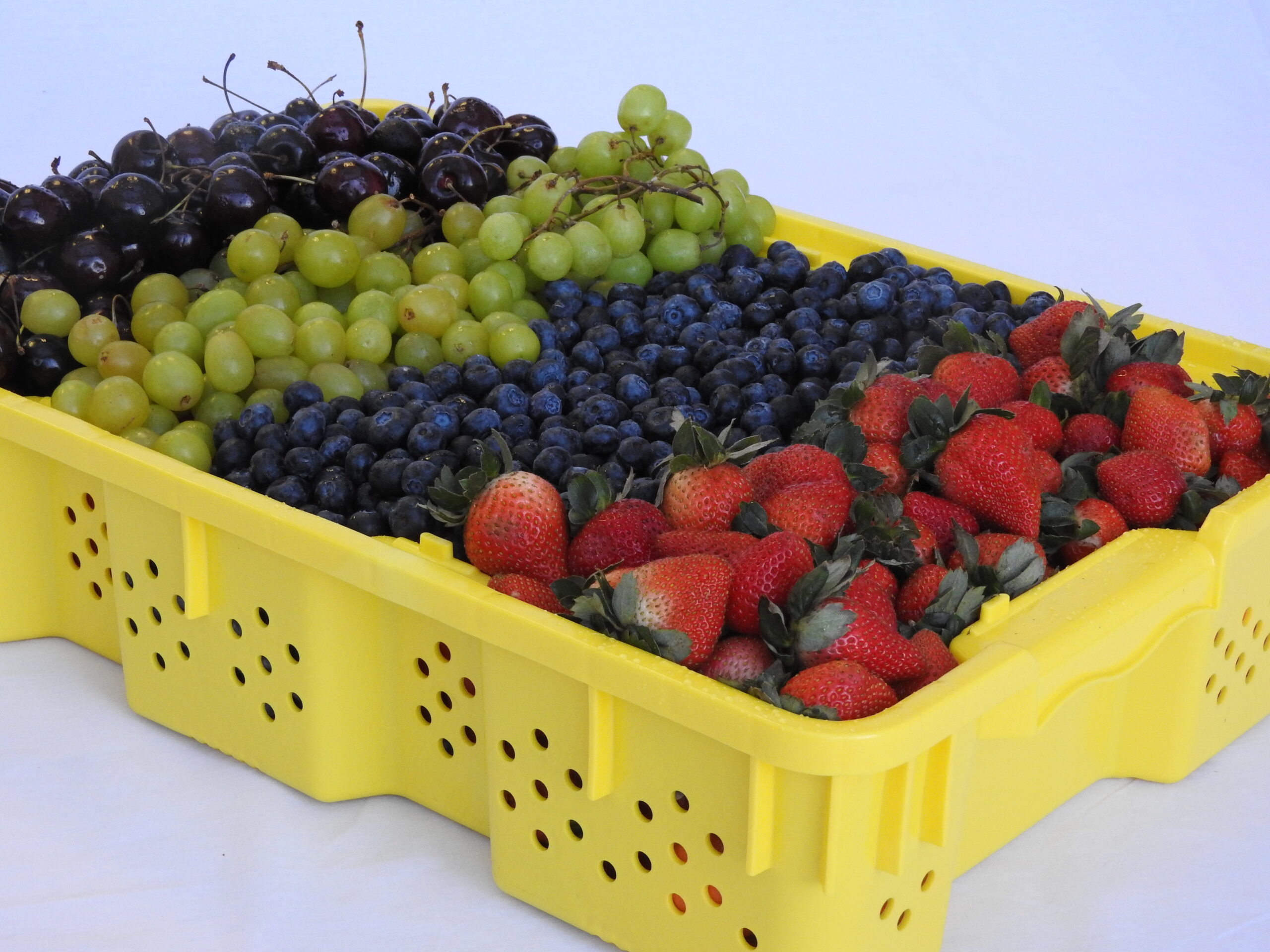 Our in-house berry tray design. In the image is a yellow berry tray with cherries, grapes, blueberries, and strawberries. Berry Tray, Farming supplies canada, berry farming supplies, farming supply shop, farming supply store, farming supplies store, farming supplies near me, berry trays, mechanical berry harvesting