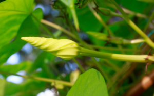 The Ipomoea alba plant