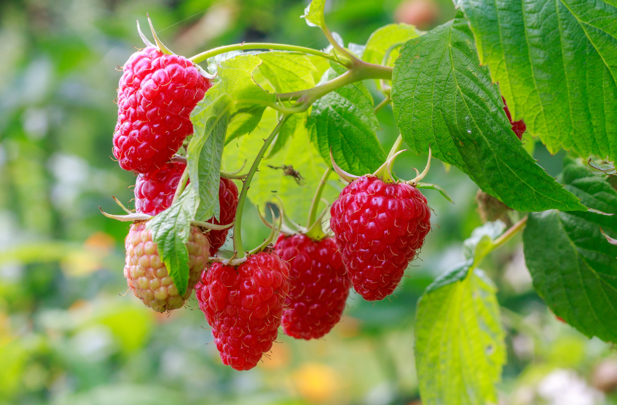 The Science of Berries: Cultivation, Harvest, and Storage - Thunderbird ...